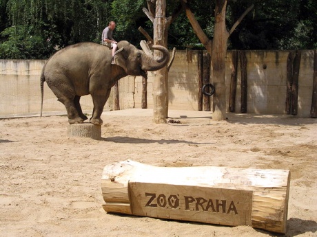 Зоопарк в Праге

